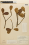 Coussapoa angustifolia image