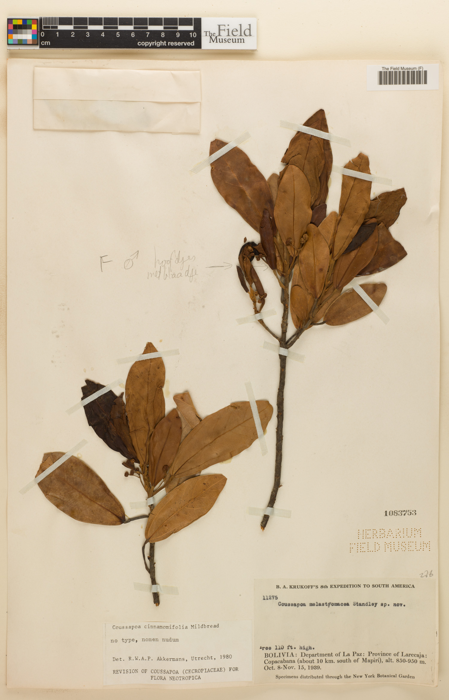 Coussapoa cinnamomifolia image