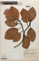 Coussapoa viridifolia image