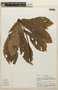 Pourouma cecropiifolia image