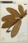 Pourouma cecropiifolia image