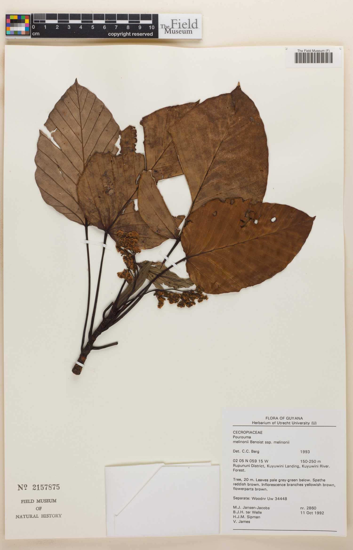 Pourouma tomentosa subsp. maroniensis image