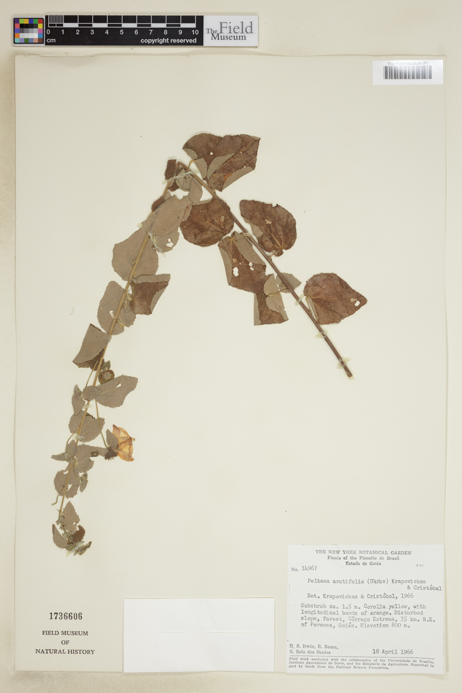 Peltaea acutifolia image