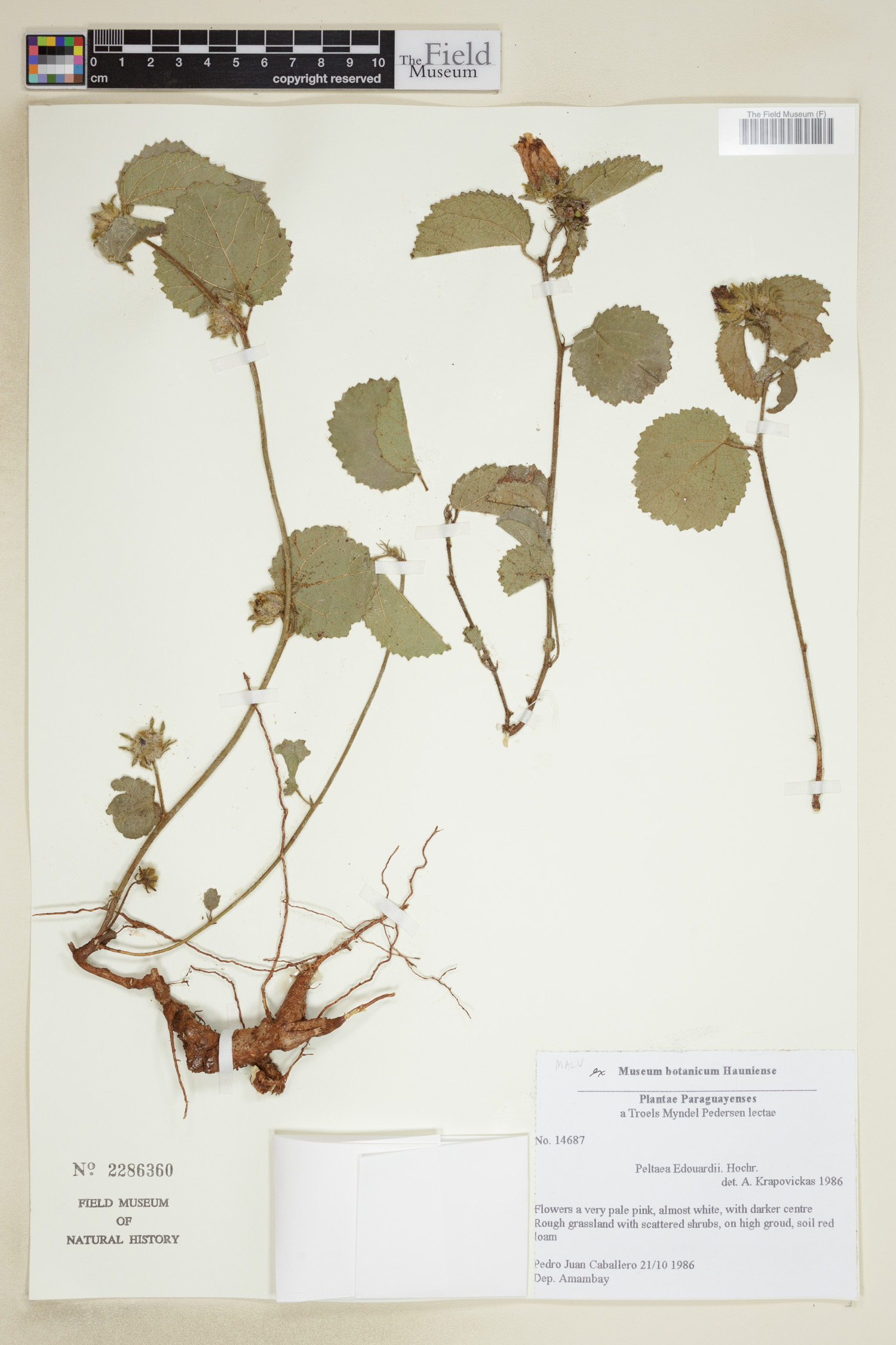 Peltaea edouardii image
