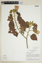Pavonia grandiflora image