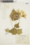 Abutilon vitifolium image