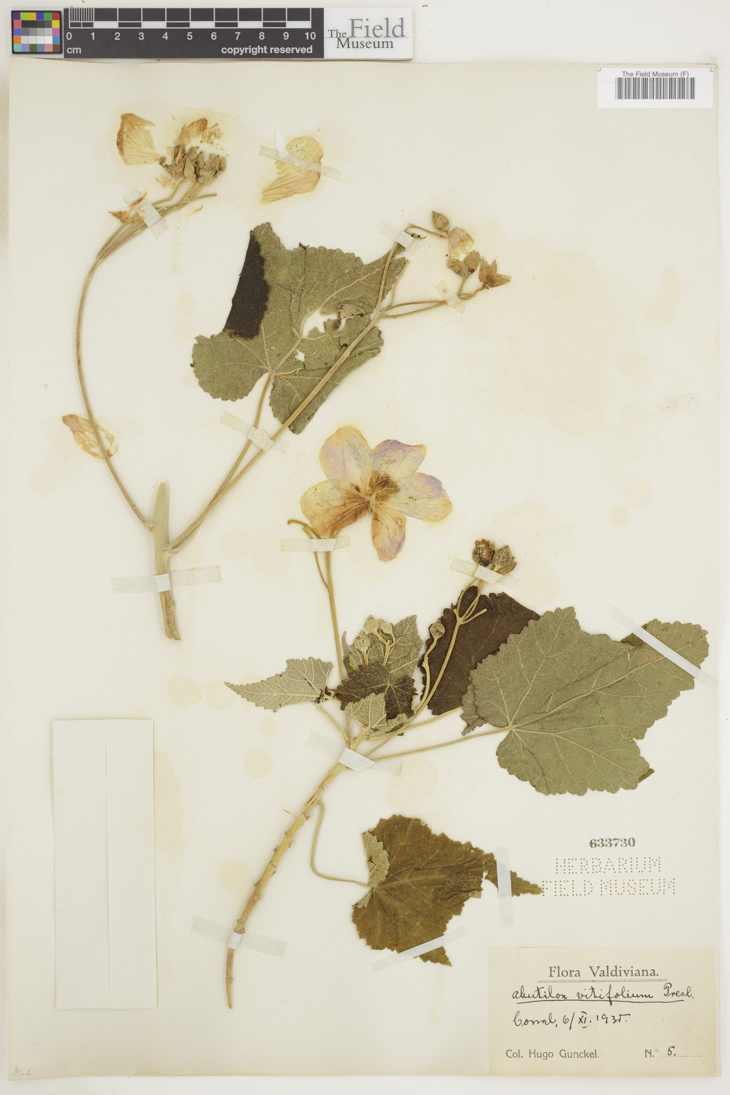 Abutilon vitifolium image