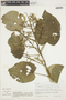 Bastardiopsis densiflora image