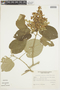 Bastardiopsis densiflora image