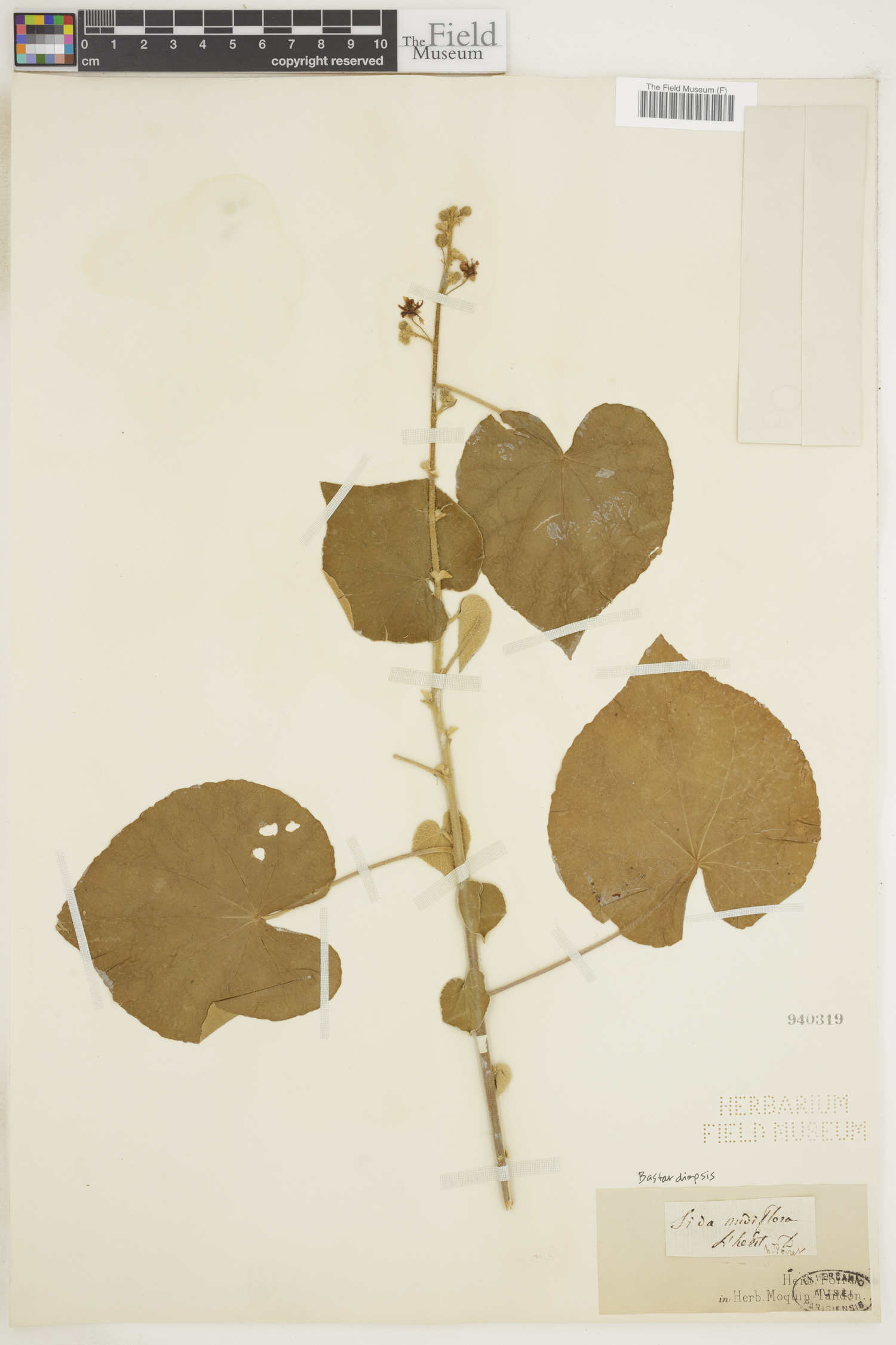Bastardiopsis image
