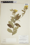 Cienfuegosia affinis image
