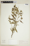 Cienfuegosia affinis image