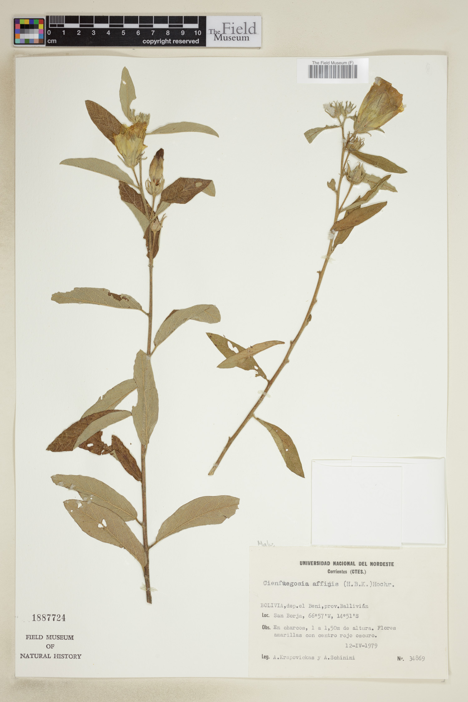Cienfuegosia affinis image