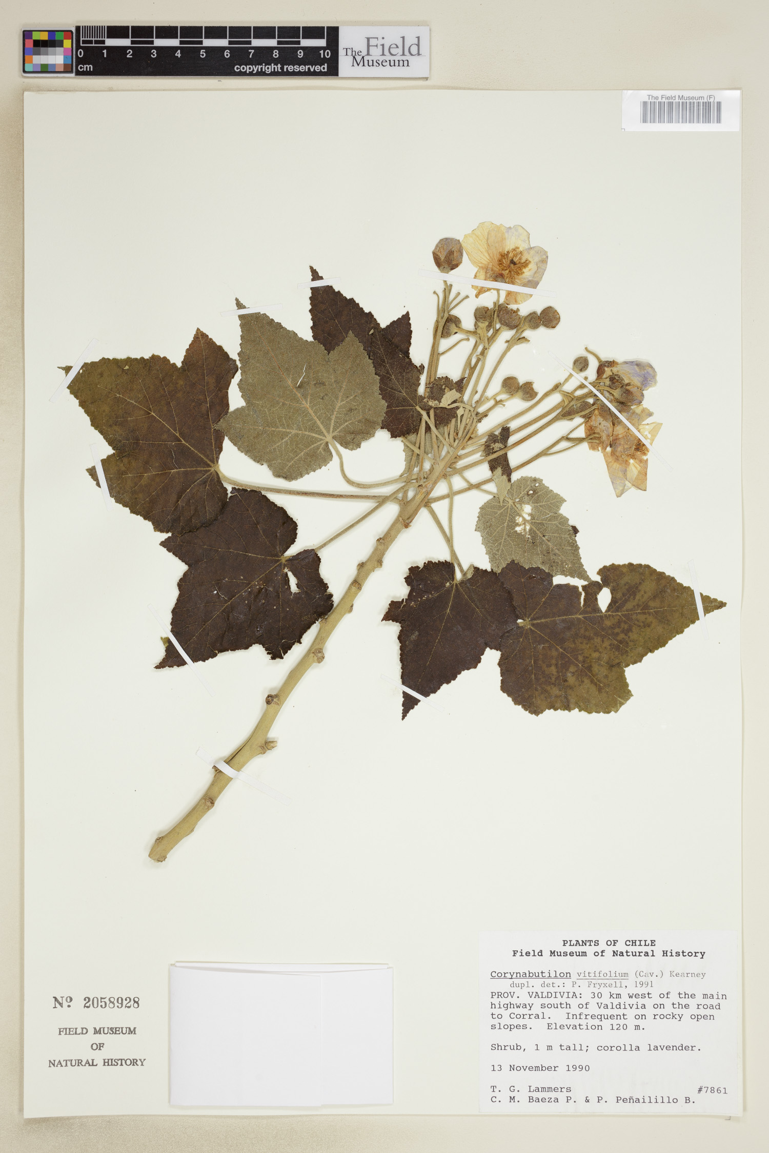 Corynabutilon vitifolium image