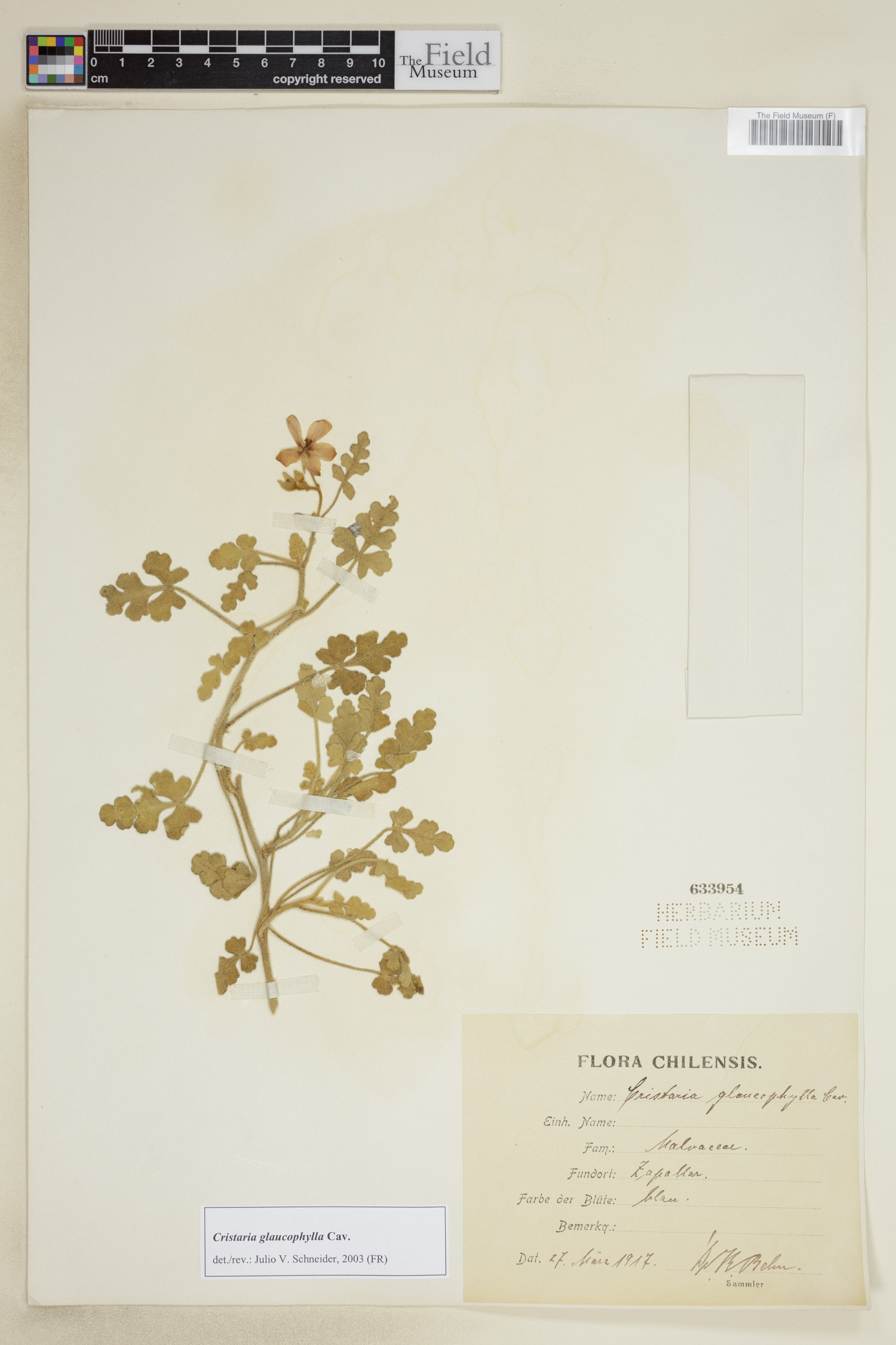 Cristaria glaucophylla image