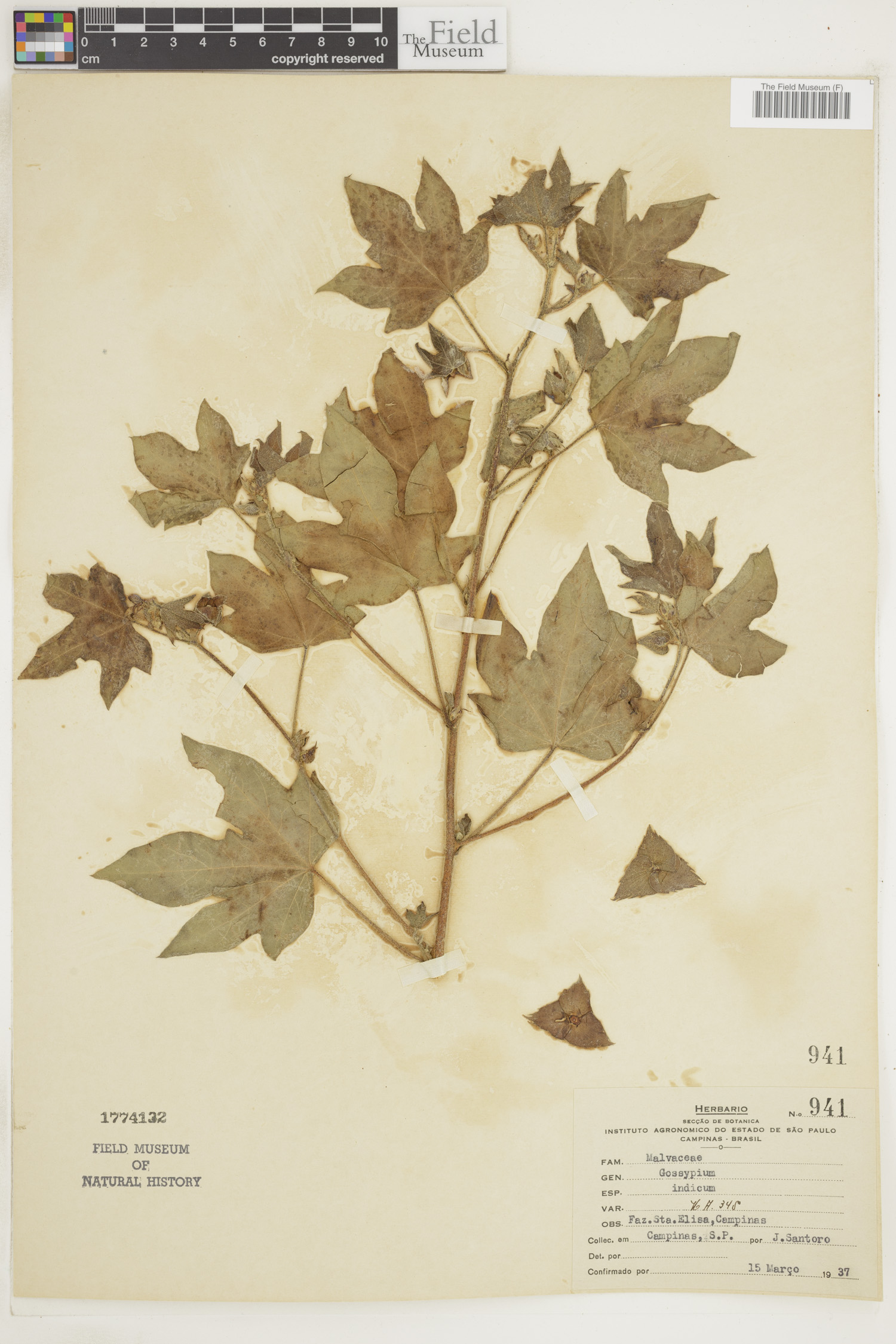 Gossypium arboreum var. obtusifolium image