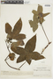 Gossypium peruvianum image