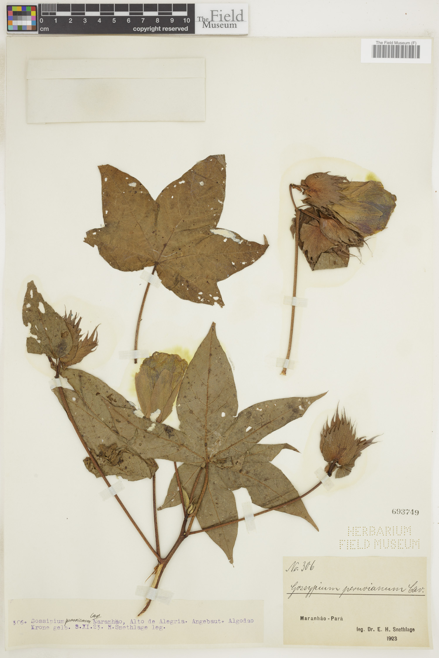 Gossypium peruvianum image