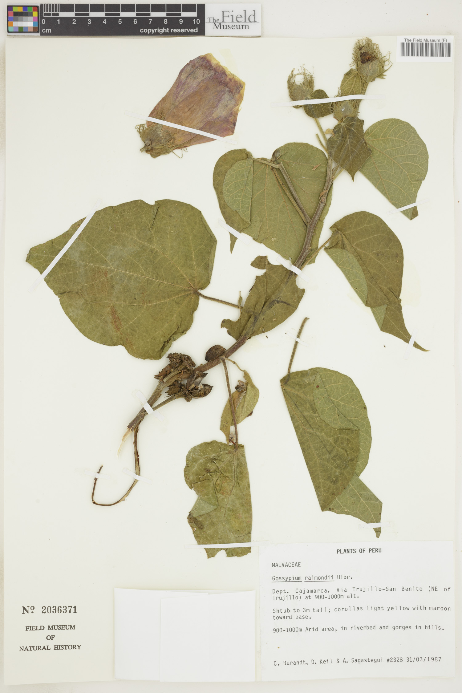Gossypium raimondii image