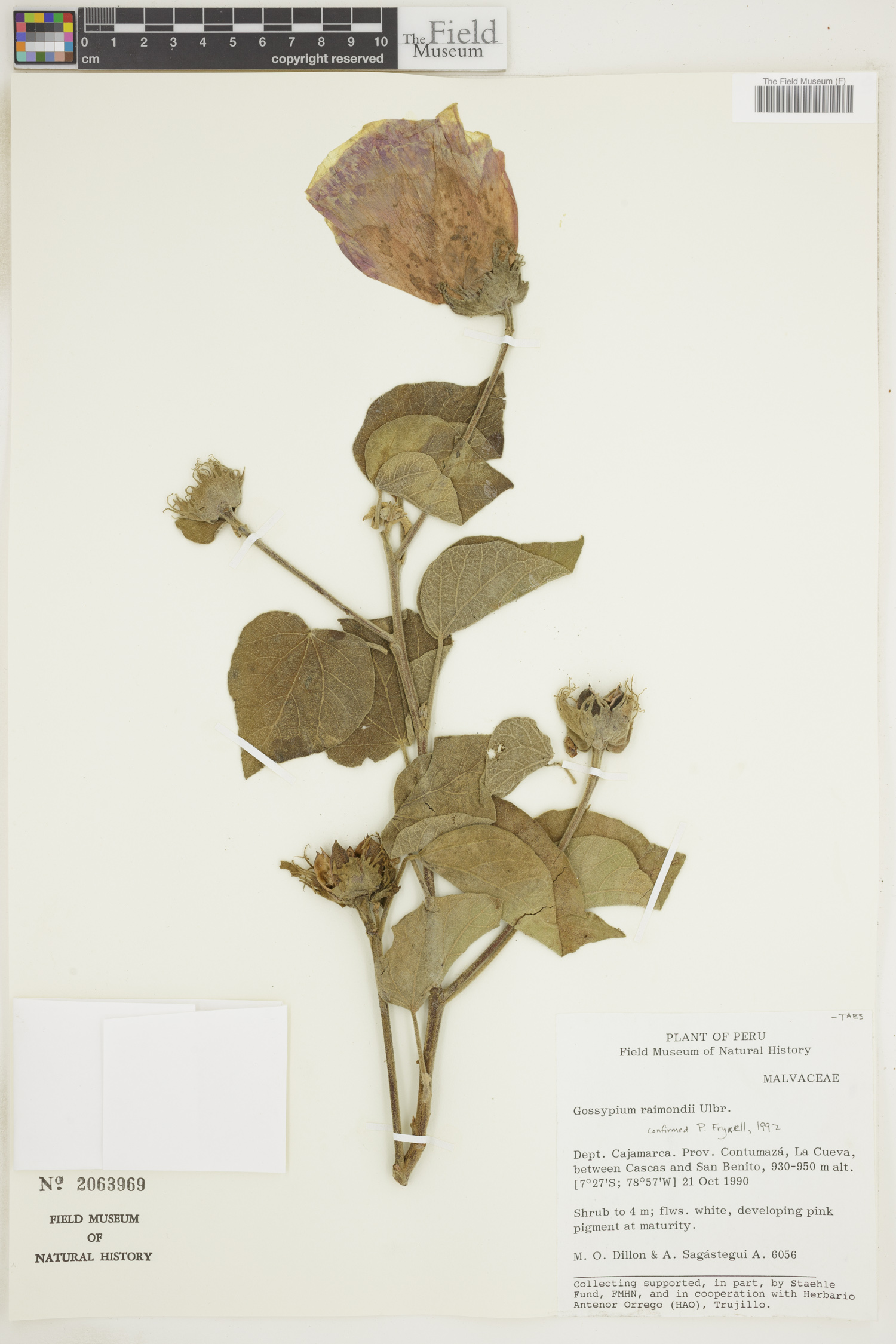 Gossypium raimondii image