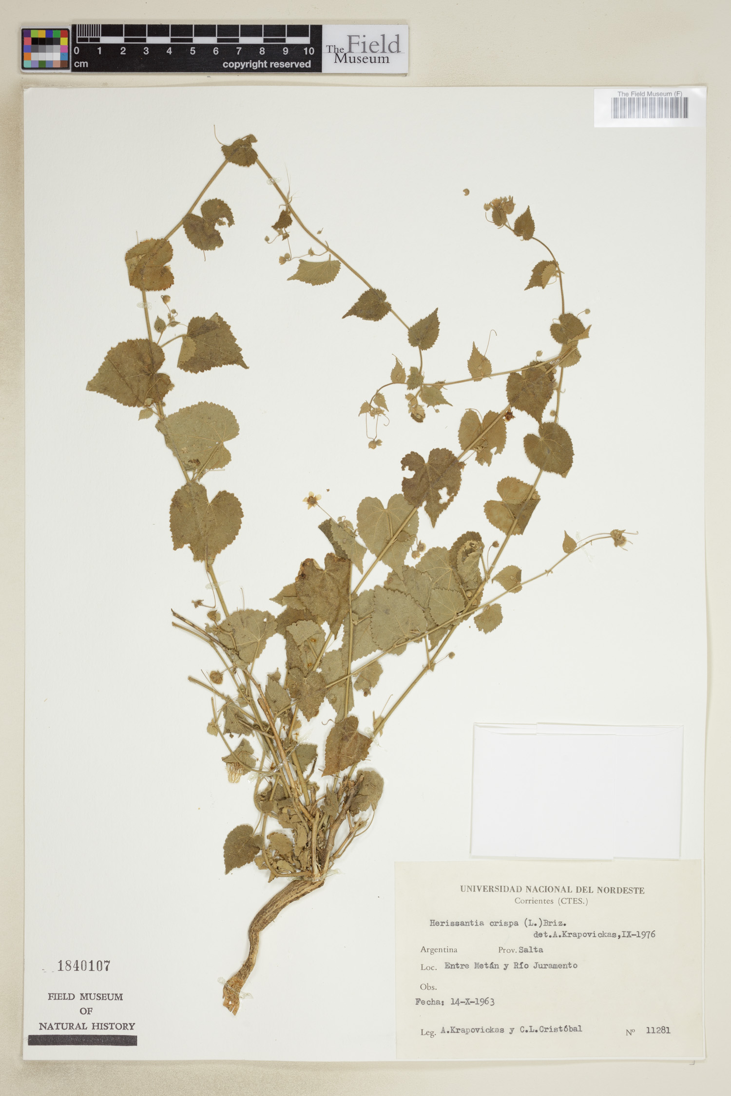 Herissantia crispa image