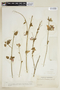Hibiscus brasiliensis image