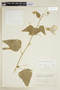 Hibiscus escobariae image