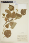 Hibiscus dimidiatus image