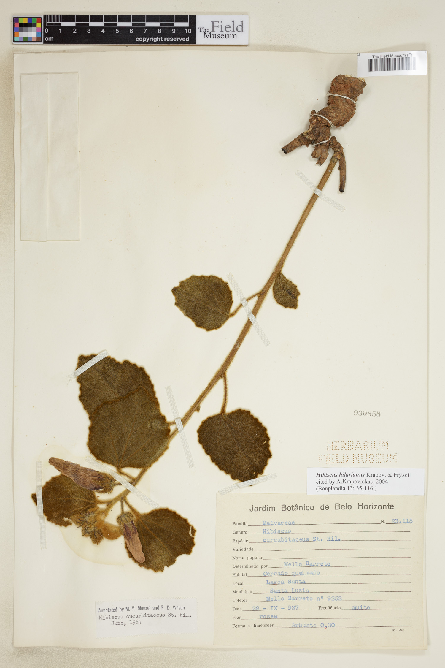 Hibiscus hilarianus image