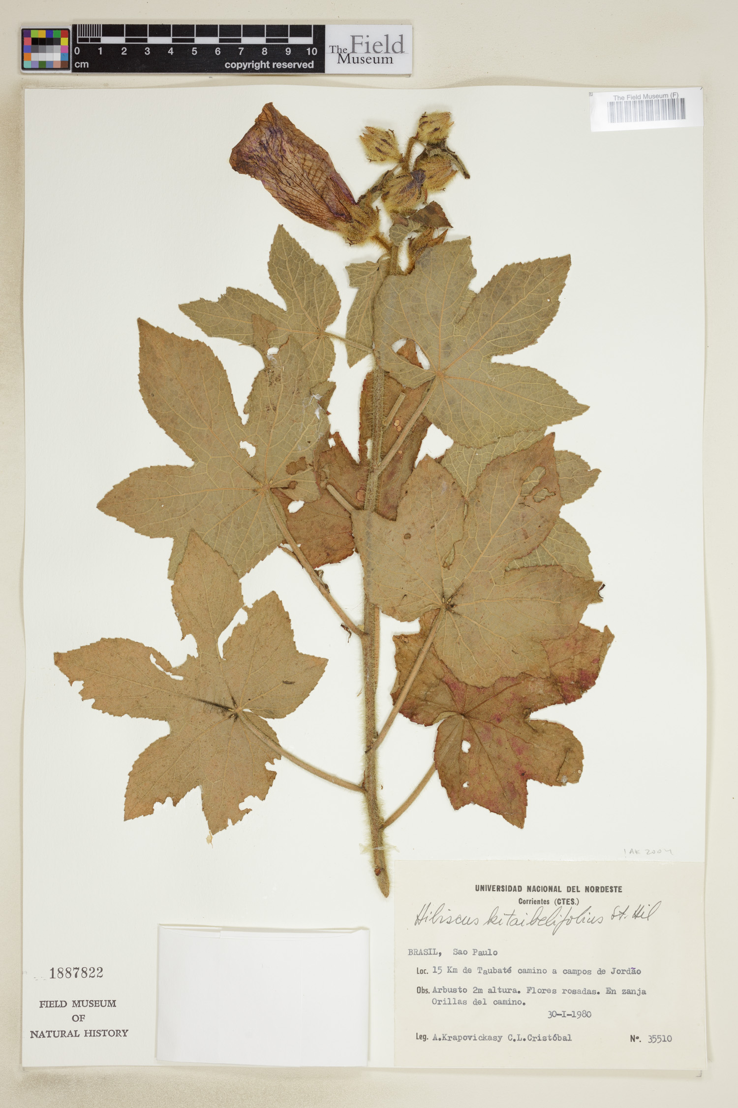 Hibiscus kitaibelifolius image