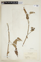 Hibiscus lambertianus image