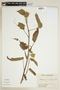 Hibiscus lambertianus image
