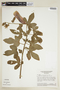 Hibiscus multiformis image