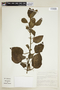 Hibiscus multiformis image