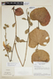 Hibiscus matogrossensis image