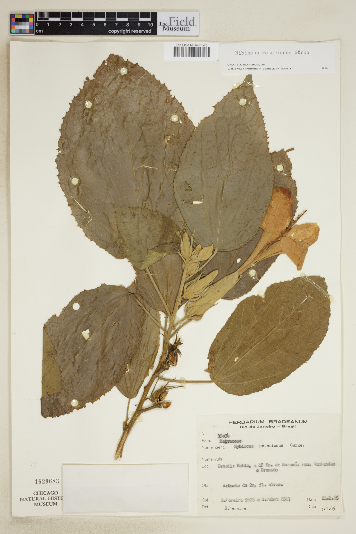 Hibiscus peterianus image