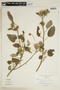 Hibiscus peruvianus image