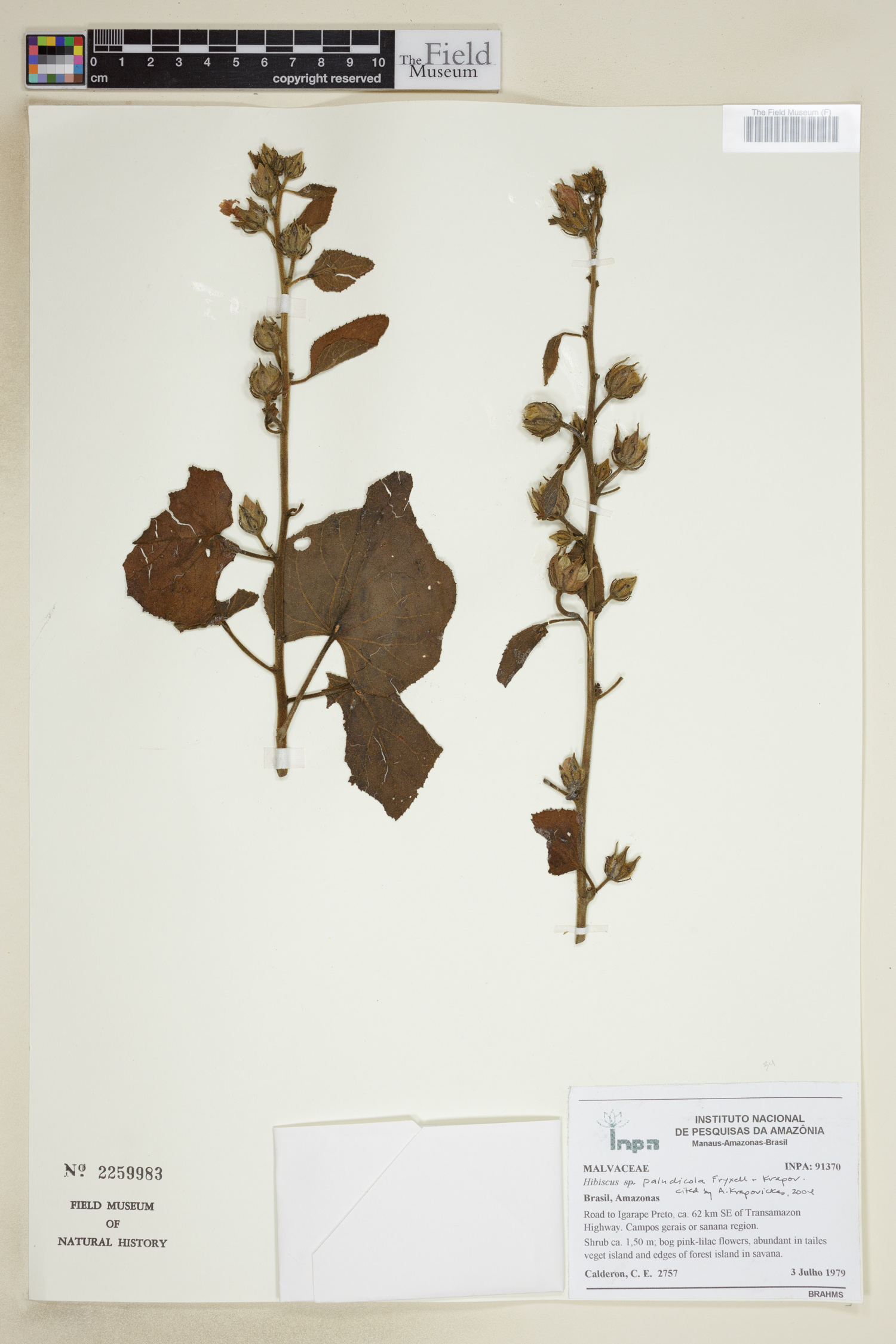 Hibiscus paludicola image