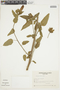 Hibiscus urticifolium image