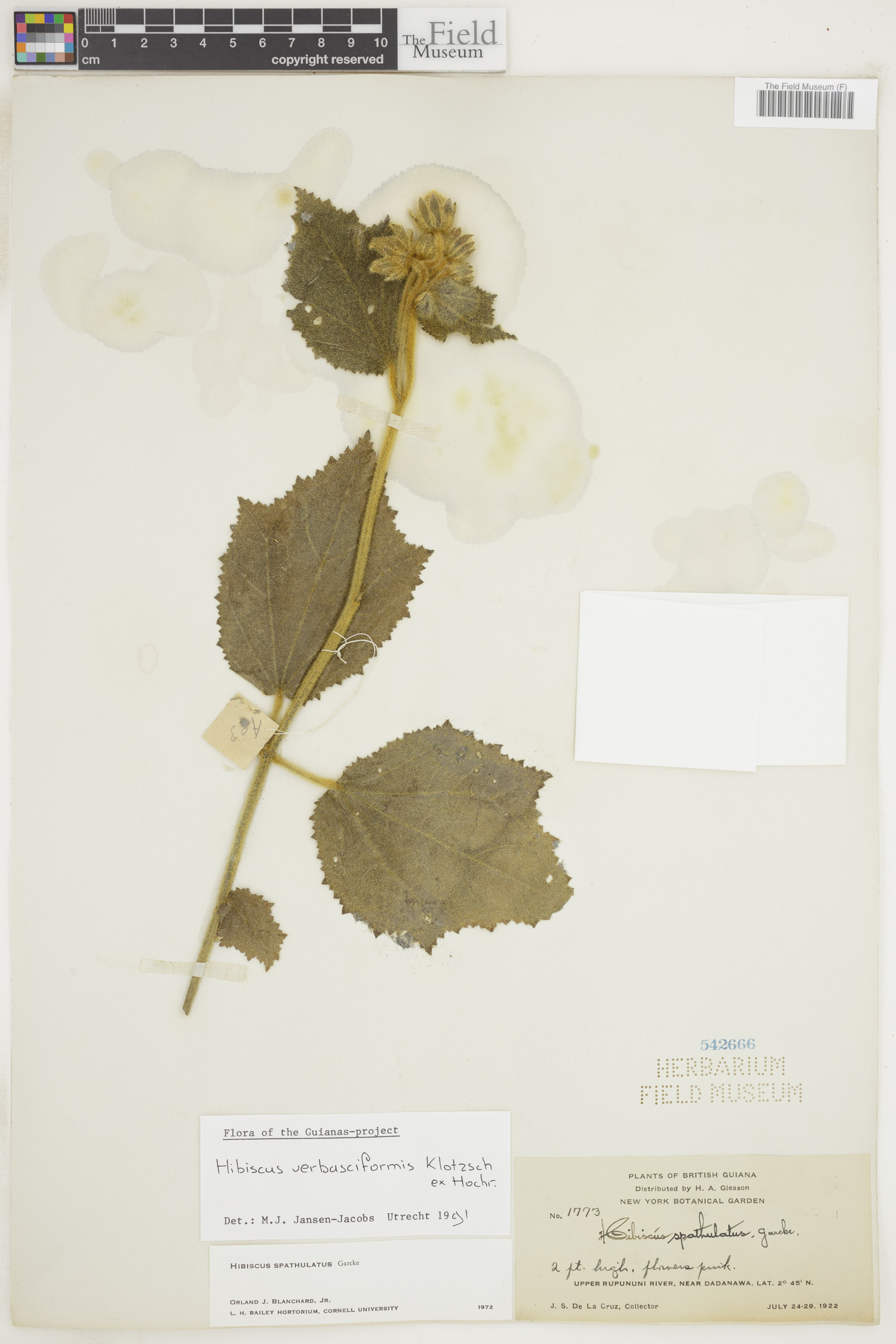 Hibiscus verbasciformis image