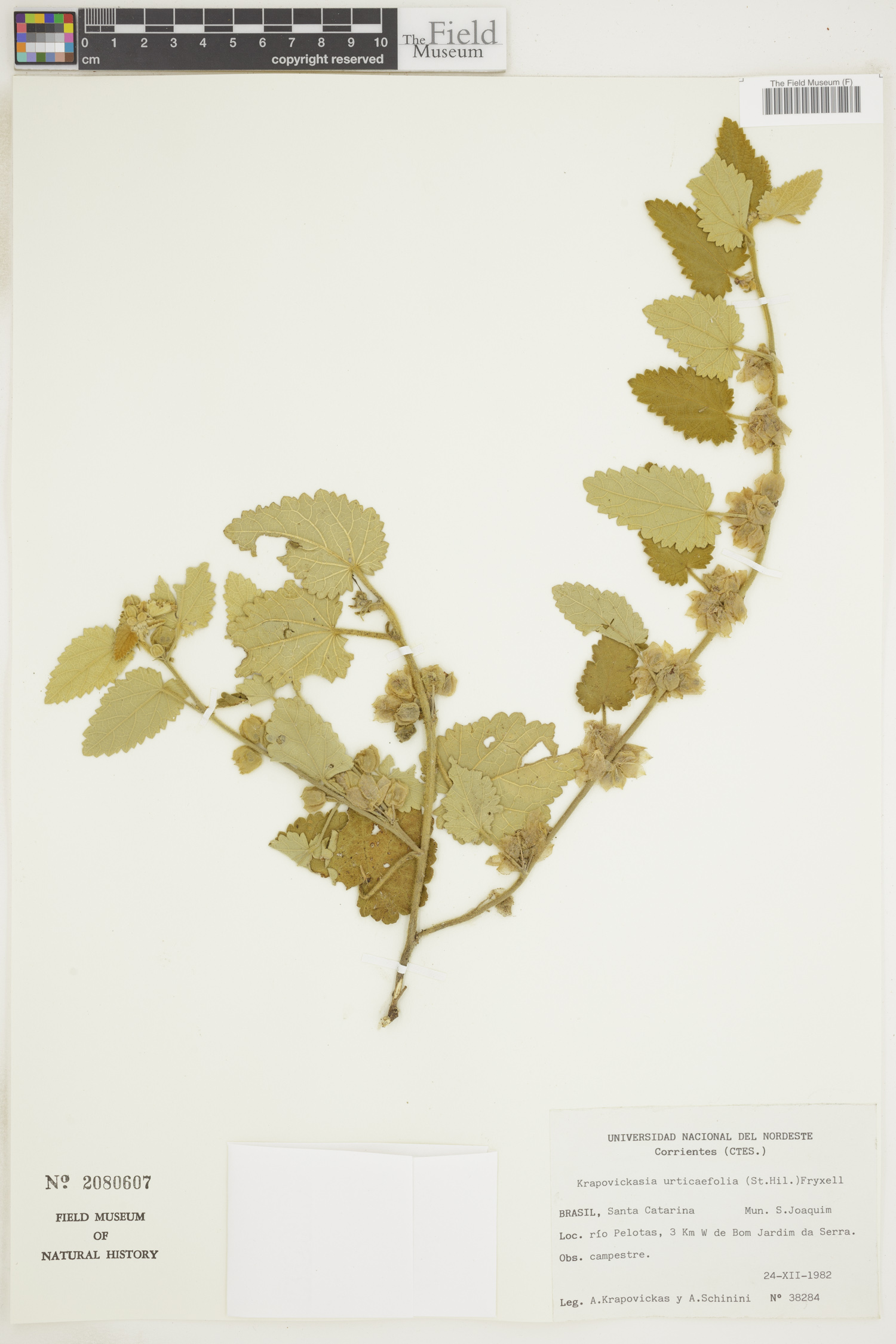Krapovickasia urticifolia image