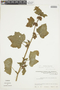 Malachra alceifolia image