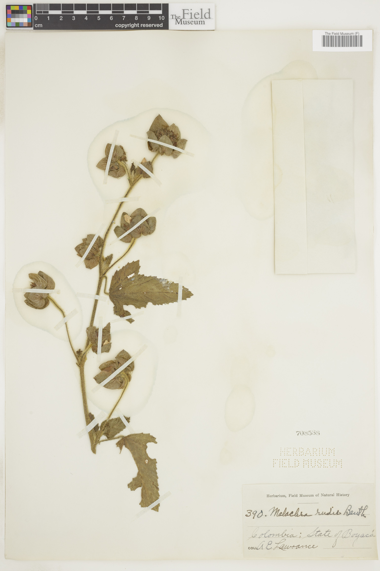 Malachra rudis image