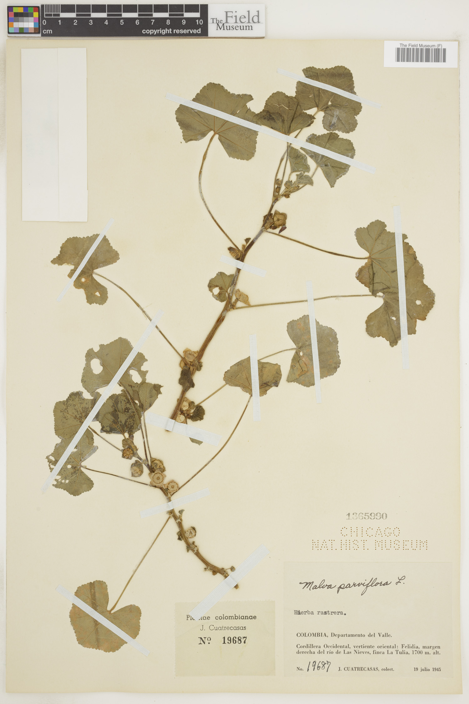 Malva parviflora image