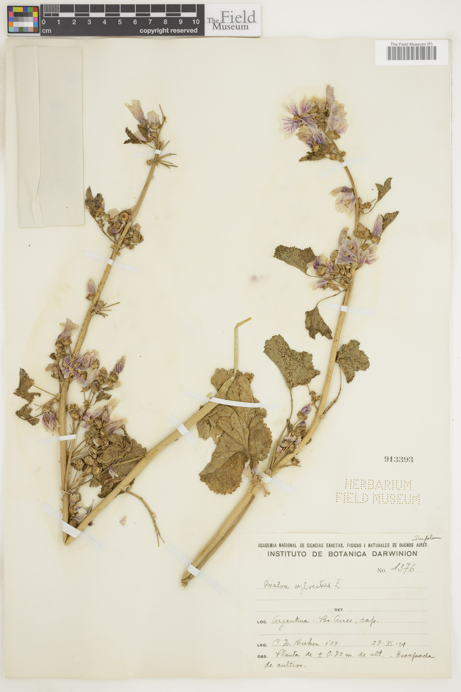 Malva sylvestris image
