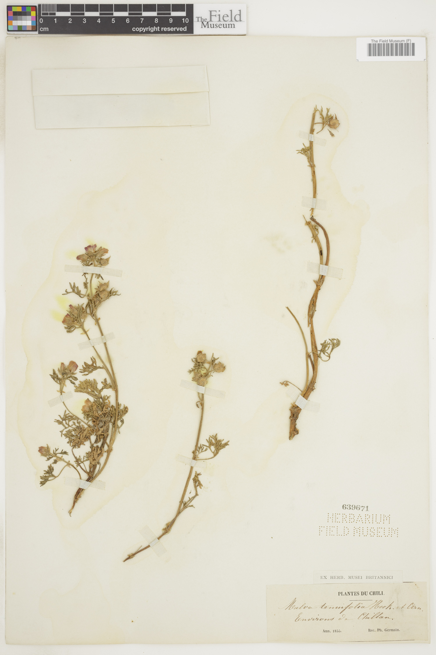 Malva tenuifolia image