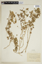Modiolastrum malvifolium image