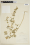 Modiolastrum malvifolium image
