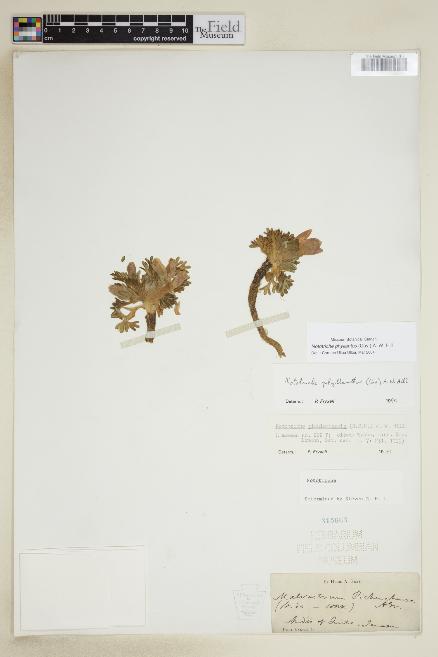 Nototriche phyllanthos image