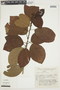 Pavonia alnifolia image